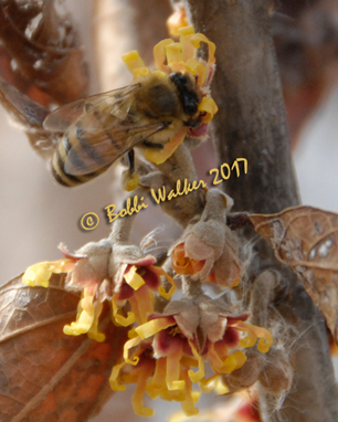 beeOnWitchhazel